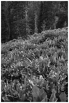 Wildflowers and red fir forest. Lassen Volcanic National Park ( black and white)