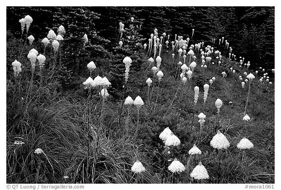 Conical beargrass flowers in forest meadow. Mount Rainier National Park (black and white)