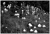 Conical beargrass flowers in forest meadow. Mount Rainier National Park, Washington, USA. (black and white)
