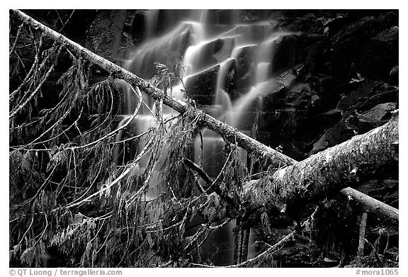 Waterfall in  Carbon rainforest area. Mount Rainier National Park (black and white)