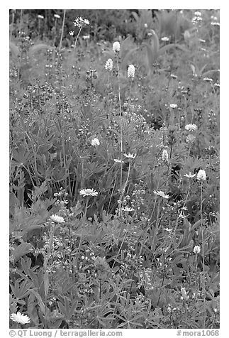 Wildflowers at Paradise. Mount Rainier National Park (black and white)