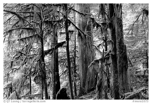 Carbon rainforest. Mount Rainier National Park (black and white)