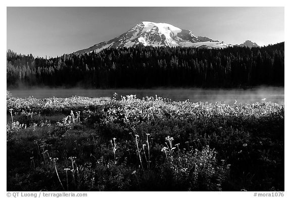Carpet of summer flowers, Reflection Lake, and Mt Rainier, sunrise. Mount Rainier National Park (black and white)