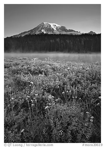 Wildflowers, Reflection Lake, and Mt Rainier, sunrise. Mount Rainier National Park (black and white)