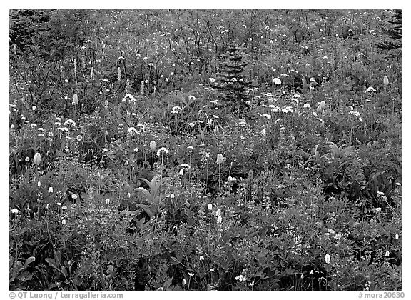 Meadow detail with multicolored wildflower carpet, Paradise. Mount Rainier National Park (black and white)
