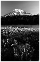 Summer wildflowers, Lake, and Mt Rainier, sunrise. Mount Rainier National Park, Washington, USA. (black and white)