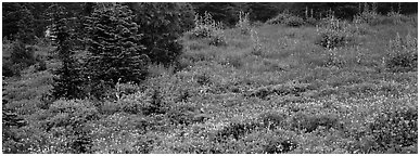 Meadow, wildflowers, and conifers. Mount Rainier National Park (Panoramic black and white)