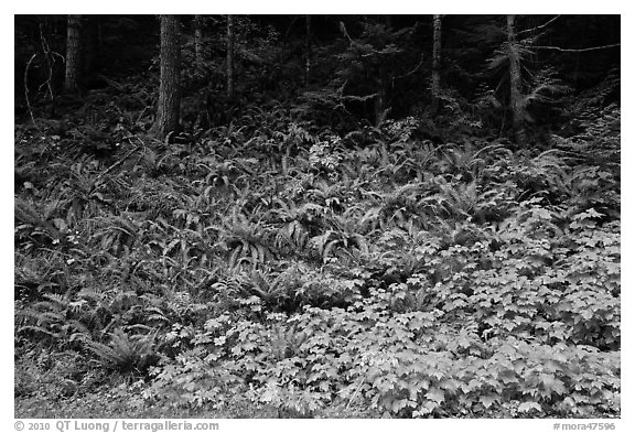 Ferns on forested slope, Westside. Mount Rainier National Park (black and white)