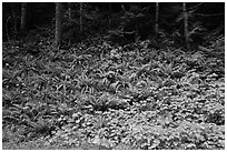 Ferns on forested slope, Westside. Mount Rainier National Park, Washington, USA. (black and white)