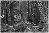 Westside rainforest. Mount Rainier National Park, Washington, USA. (black and white)