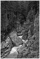 Creek in verdant forest. Mount Rainier National Park, Washington, USA. (black and white)