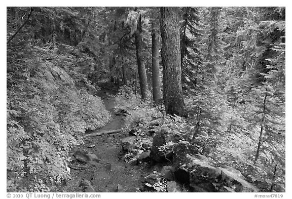 Trail and forest , Van Trump creek. Mount Rainier National Park (black and white)