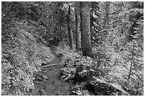 Trail and forest , Van Trump creek. Mount Rainier National Park, Washington, USA. (black and white)