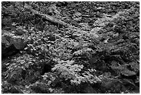 Shrubs in autumn color growing on talus slope. Mount Rainier National Park, Washington, USA. (black and white)