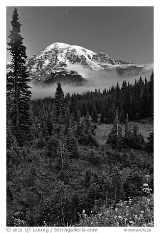 Conifer forest, meadows, and Mt Rainier viewed from below Paradise. Mount Rainier National Park (black and white)