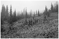 Foggy alpine meadows in autumn. Mount Rainier National Park, Washington, USA. (black and white)
