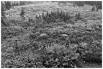 Berry plants and conifers in fall, Paradise Meadows. Mount Rainier National Park, Washington, USA. (black and white)