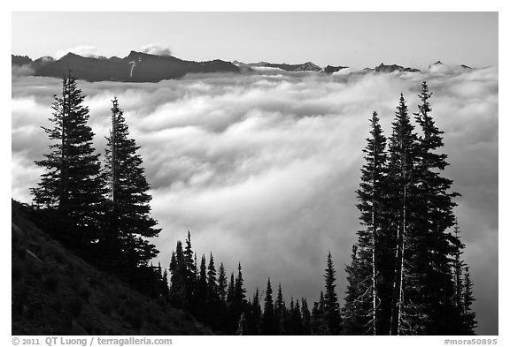 Sea of clouds and Governors Ridge, early morning. Mount Rainier National Park (black and white)