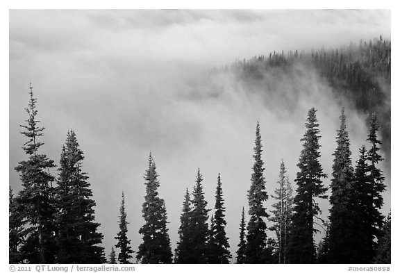 Trees, ridge, and fog. Mount Rainier National Park, Washington, USA.