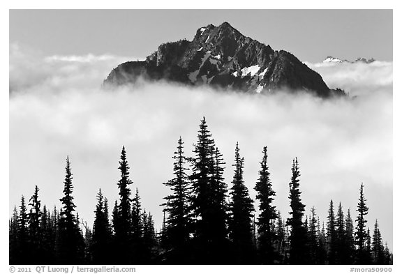 Spruce trees and Goat Island Mountain emerging from clouds. Mount Rainier National Park, Washington, USA.