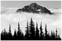 Spruce trees and Goat Island Mountain emerging from clouds. Mount Rainier National Park, Washington, USA. (black and white)