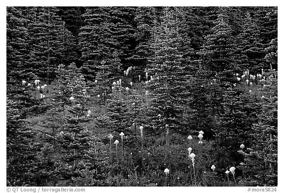 Beargrass and dark conifer trees. Mount Rainier National Park, Washington, USA.