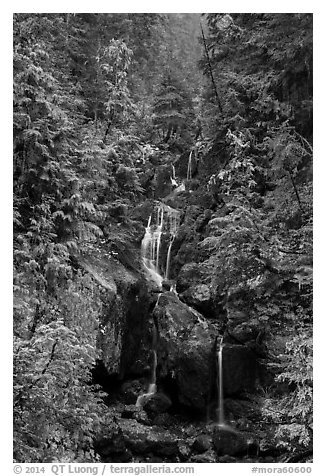 Multi-tiered waterfall in old-growth forest. Mount Rainier National Park (black and white)