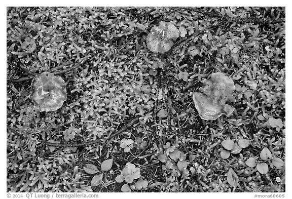 Close-up of mushrooms and ground plants. Mount Rainier National Park (black and white)