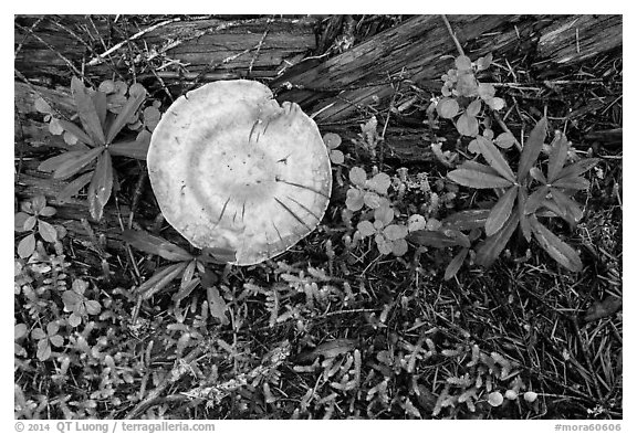 Close-up of mushrooms and fallen wood. Mount Rainier National Park (black and white)