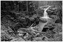 Silver Falls of the Ohanapecosh River. Mount Rainier National Park ( black and white)