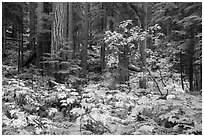 Ohanapecosh forest with bright undergrowth in autumn. Mount Rainier National Park ( black and white)