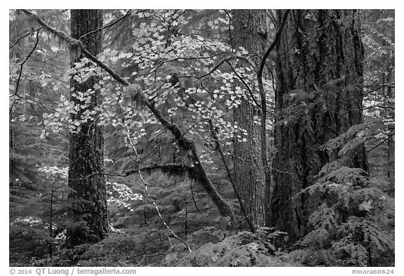 Vine maple and Ohanapecosh old-growth rain forest in autumn. Mount Rainier National Park (black and white)