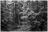 Ohanapecosh old-growth rain forest in autumn. Mount Rainier National Park ( black and white)