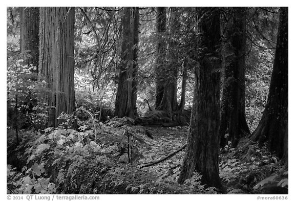 Old growth forest, Grove of the Patriarchs. Mount Rainier National Park (black and white)