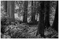 Old growth forest, Grove of the Patriarchs. Mount Rainier National Park ( black and white)