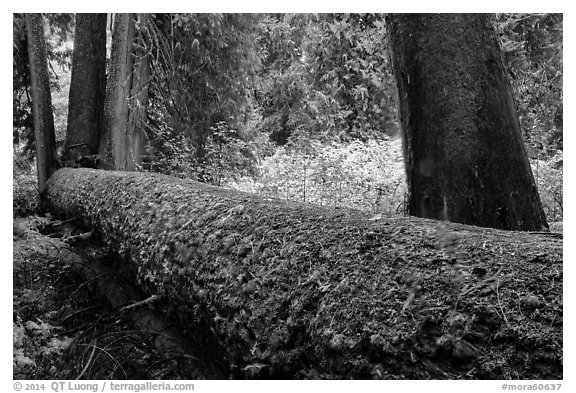 Fallen tree in autum, Grove of the Patriarchs. Mount Rainier National Park (black and white)