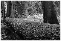 Fallen tree in autum, Grove of the Patriarchs. Mount Rainier National Park ( black and white)
