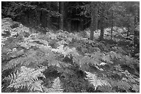 Ferns in autumn and old-growth forest. Mount Rainier National Park ( black and white)
