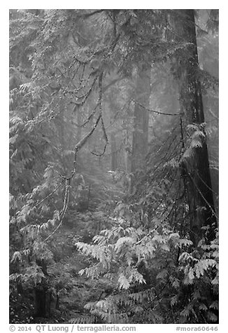 Old growth forest in fog. Mount Rainier National Park (black and white)