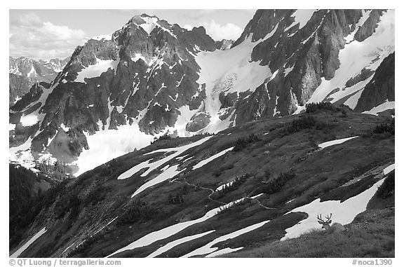 Mule deer and peaks, early summer, North Cascades National Park.  (black and white)