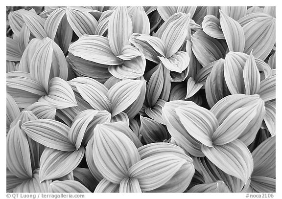 Corn lilly close-up,  North Cascades National Park.  (black and white)