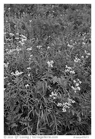 Wildflowers in bloom amidst ferns in autumn color, North Cascades National Park.  (black and white)