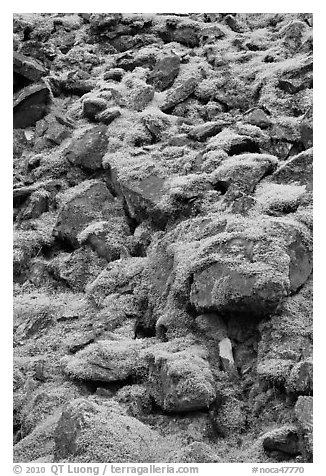 Boulders covered with green moss, North Cascades National Park.  (black and white)