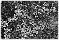 Vine maple leaves in autumn color, North Cascades National Park. Washington, USA. (black and white)