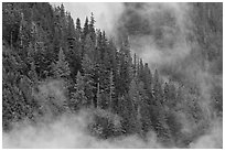Tree ridge and fog, North Cascades National Park. Washington, USA. (black and white)