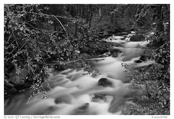 North Fork of the Cascade River from above, North Cascades National Park.  (black and white)