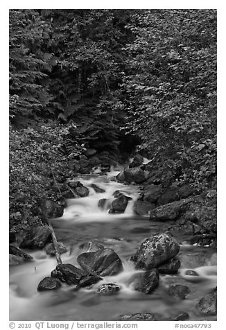 Creek cascading over boulders, Mount Baker Snoqualmie National Forest. Washington (black and white)