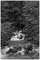 Creek cascading over boulders, Mount Baker Snoqualmie National Forest. Washington (black and white)