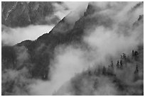 Ridges, trees, and fog, North Cascades National Park. Washington, USA. (black and white)