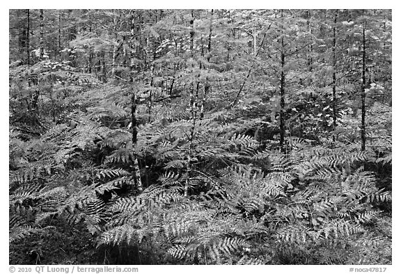 Ferms in autumn foliage, North Cascades National Park Service Complex.  (black and white)